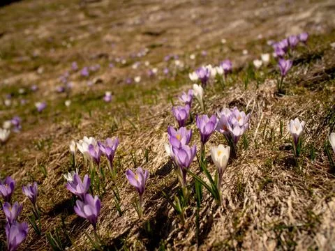 A meadow full of spring crocus. Stock Photos