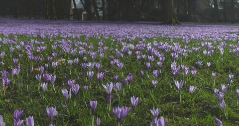 Meadow full of violet crocusses Stock Footage 103054794