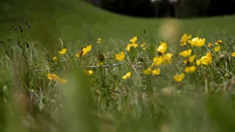 Meadow full of yellow flowers in spring in Alta badia Video stock 75745302