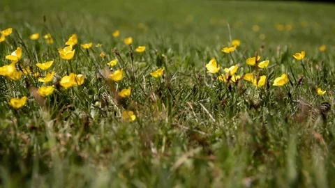 Meadow full of yellow flowers in spring in Alta badia Stock Footage 75745454