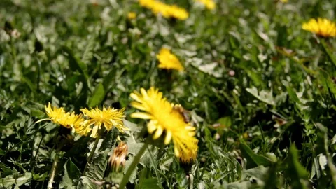Meadow full of yellow flowers in spring in Alta badia Video stock 77020330