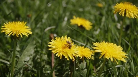 Meadow full of yellow flowers in spring in Alta badia Stock-Footage 77352316