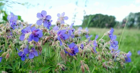 Meadow Geranium are swaying in the wind. Bluish-blue petals of the meadow Stock Footage 86239661