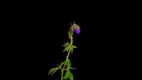 Meadow geranium flower opening time lapse Stock Footage 266406466