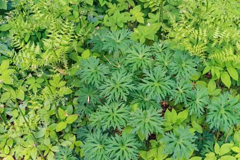 Meadow Geranium (Geranium pratense). Green leaves of meadow geranium. Stock Photos