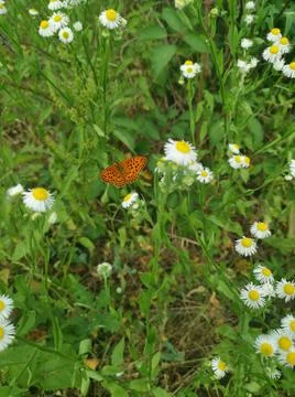 Meadow in germany Stock Photos