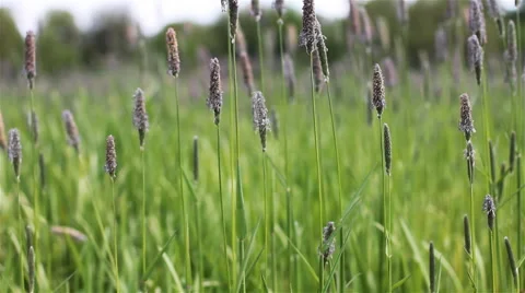 Meadow Grass 2 Stock Footage 58890646