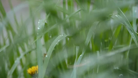 Meadow grass after rain. Stock Footage 110749580