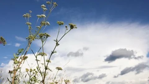 Meadow grass against the sky Video stock 236625605
