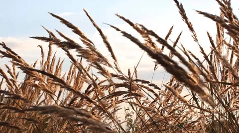 Meadow grass against the sky. Summer landscape. Stock Footage 67630072
