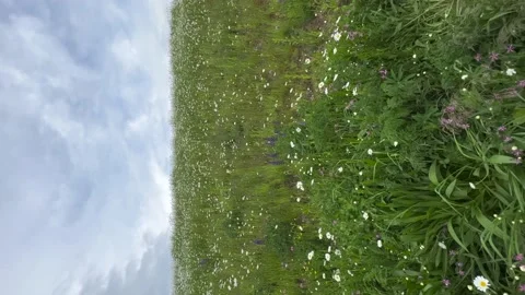 Meadow with grass and camomiles. Vertical video Stock Footage 195469937
