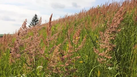 Meadow with grass and summer herbs Stock Footage 160343692