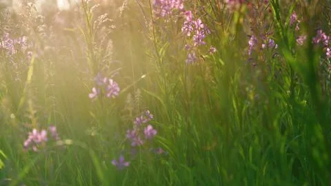Meadow grass and willow tea at sunset Stock Photos