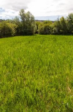 Meadow Grass and Willows Stock Photos