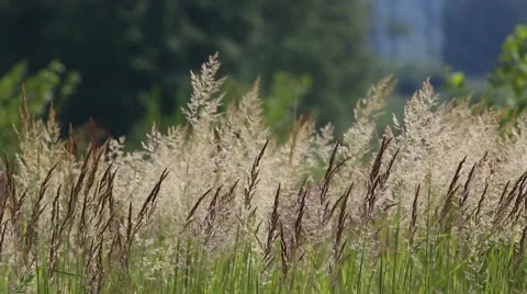Meadow grass are swaying in the wind Stock Footage 68009015