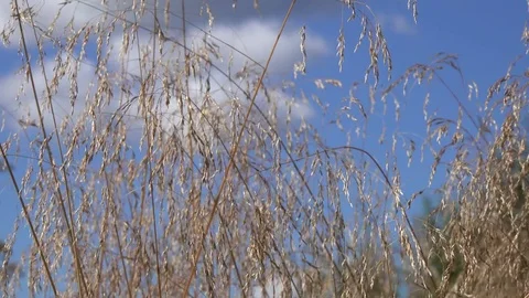 Meadow grass are swaying in the wind Vídeos de archivo 84790299