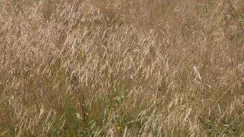 Meadow grass are swaying in the wind Stock-Footage 84790643