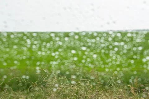 Meadow Grass background Stock Photos