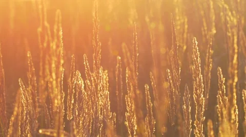Meadow grass in backlight Video stock 68730844