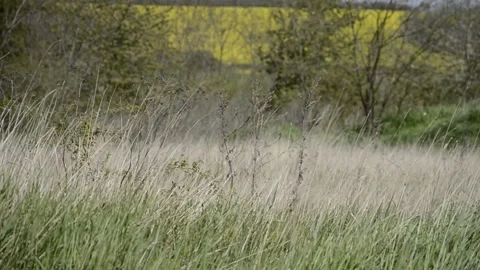 Meadow grass. Blowing wind bend blades of grass on field with mountains Stock-Footage 135175848