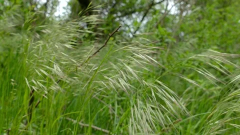 Meadow grass. Blowing wind bend blades of grass on field with mountains Stock-Footage 138812697