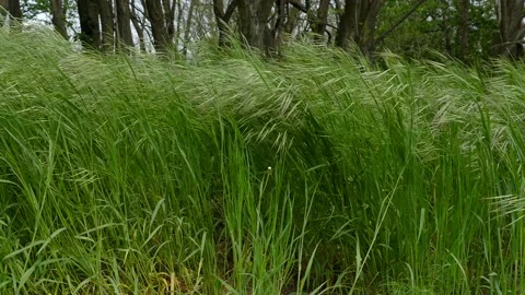 Meadow grass. Blowing wind bend blades of grass on field with mountains Stock Footage 138814100