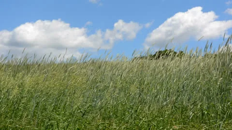 Meadow of grass blowing in the wind Stock Footage 25541051