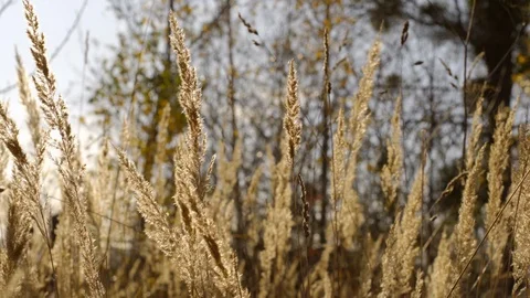 Meadow grass with bluegrass swaying in the wind in the fall at suuny day. Stock Footage 124148294