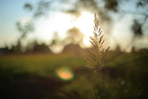 Meadow grass closeup. Stock Photos