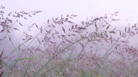 Meadow grass composition with dew on thin stems and purple seed heads in pastel  Stock Footage 341880650