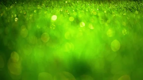 Meadow grass with drops dew. beautiful green grass texture, Stockbeeldmateriaal 170457105