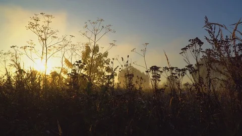 Meadow grass in the early autumn Stock Footage 80361641