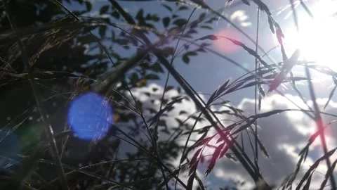 Meadow grass ears in bright light, panning Stock Footage 331226100