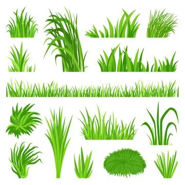 Meadow grass elements. Back yard field, organic green lawn. Weeds vegetation Stock Illustration