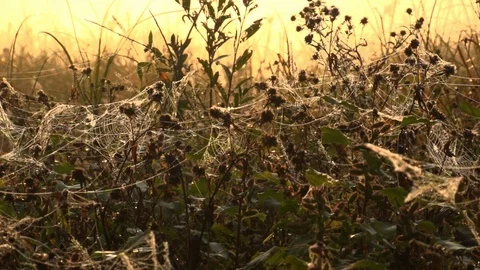Meadow grass entangled by cobwebs in the sun rays in the early foggy morning Stock Footage 105677799