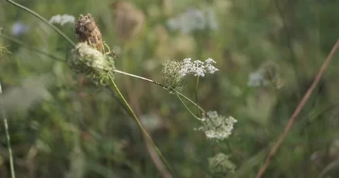 Meadow grass in the fields. Blurred fall background, selective focus, 4k Stock Footage 142787144