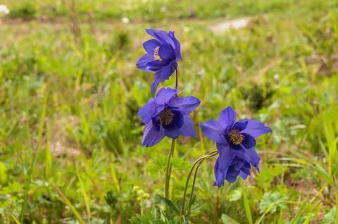 Meadow grass flowers Stock Photos