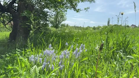 Meadow grass with flowers veronica prostrata and sunny blue sky. Stock Footage 335298611
