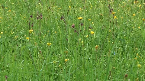 Meadow grass. Stock Footage 733604