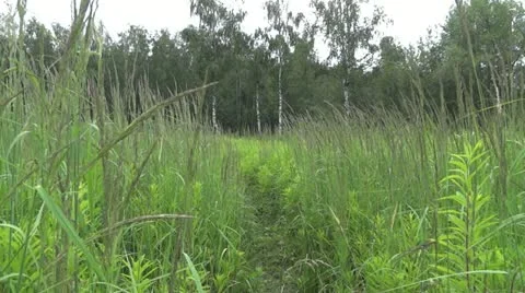 Meadow grass in the forest 001 Stock Footage 12094373