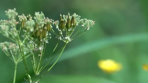 Meadow grass inflorescences close-up with foreground blur in motion Video stock 201024947