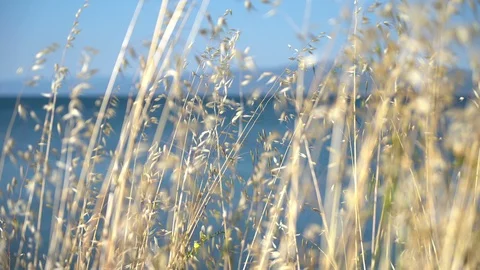 Meadow grass by the lake background Stock Footage 111557575