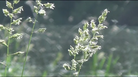 Meadow grass, lake 動画素材 39608067