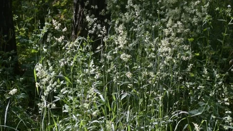 Meadow-grass in a meadow. Stock Footage 77415199
