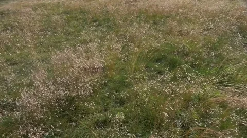 Meadow grass moving in strong wind Stock-Footage 79766551