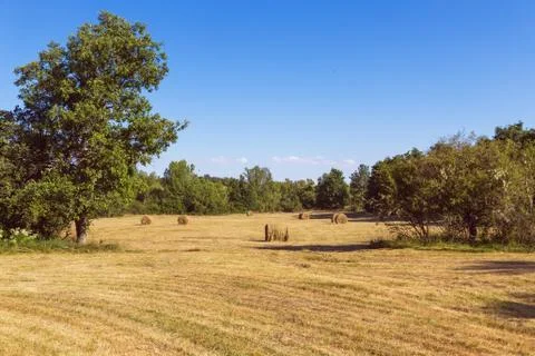 Meadow with Grass Mowed Photos