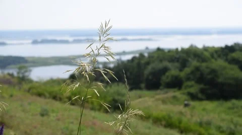 Meadow grass panicle on background of river Dnepr Stock Footage 66814604
