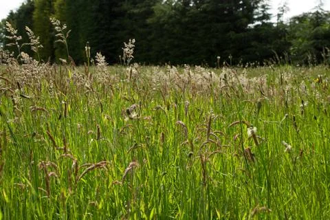 Meadow grass Stock Photos