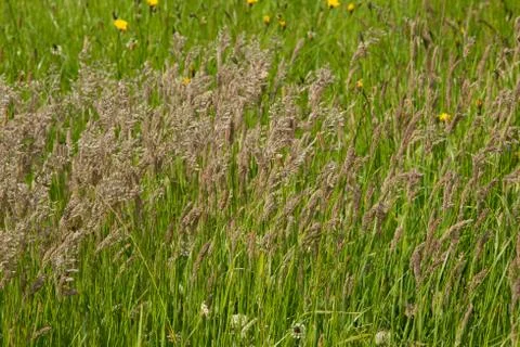 Meadow grass Stock Photos