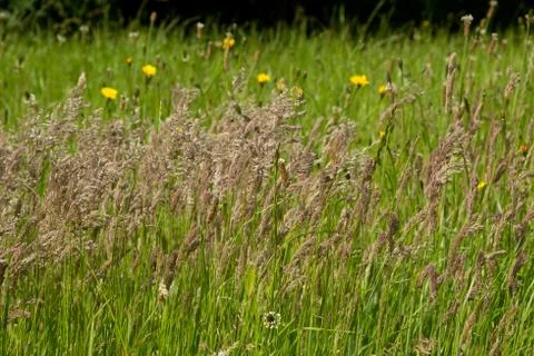 Meadow grass Stock Photos